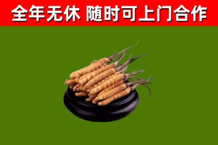 泰山回收冬虫夏草